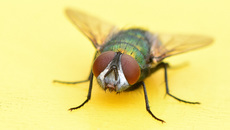 Schmeißfliege (17).jpg